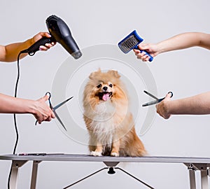 Professional cares for a dog in a specialized salon. Groomers