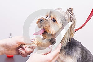 Professional cares for a dog in a specialized salon. Groomers holding tools at the hands.