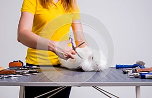 Professional cares for a rabbit in a specialized salon. Groomers