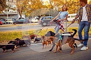Professional couple dog walker with dogs enjoying in walk