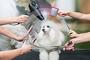 Professional dog care in a specialized salon