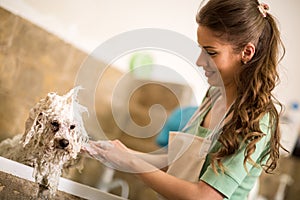 Professional dog showering