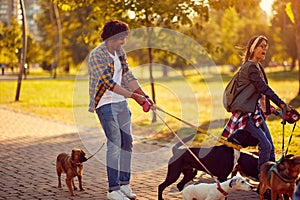 Professional Dog Walker - group of dogs with couple dog walker enjoying in walk city