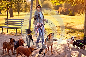 Professional Dog Walker - group of dogs with woman dog walker enjoying in walk outdoors photo