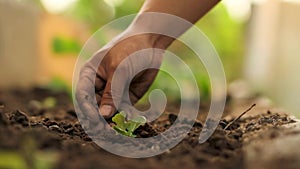 Professional farmer checking soil while grow vegetable