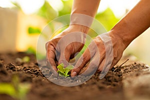 Professional farmer grow sprout of green vegetable