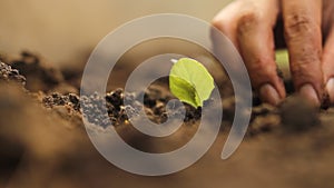 Professional farmer growing vegetable on healthy soil