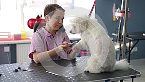 Professional female groomer combs a dog's paw with a brush and dries it with a hairdryer. White Bichon Frize dog in