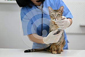 A professional female veterinarian listening cat's heartbeat sound with a stethoscope