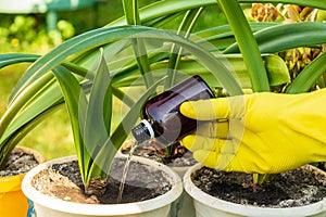 Professional florist applies liquid fertilizer to the soil. Houseplant care concept. Prevention of indoor plants