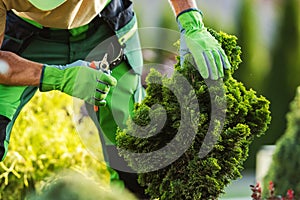 Professional Garden Worker Trimming Unhealthy Plant Branches