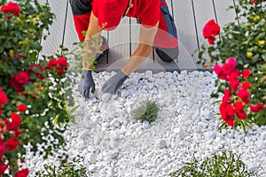 Professional Gardener Completing Landscape Design with White Pebbles