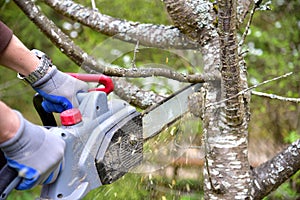 Professional gardener cuts branches on a old tree, with using a chain saw. Trimming trees with chainsaw in backyard home. Cutting