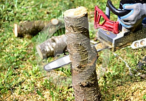 Professional gardener cuts branches on a old tree, with using a chain saw. Trimming trees with chainsaw in backyard home. Cutting