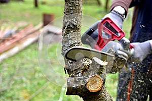 Professional gardener cuts branches on a old tree, with using a chain saw. Trimming trees with chainsaw in backyard home. Cutting