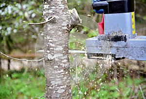 Professional gardener cuts branches on a old tree, with using a chain saw. Trimming trees with chainsaw in backyard home. Cutting