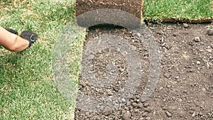 A professional gardener is laying a grassy roller lawn, corroding it to the ground.