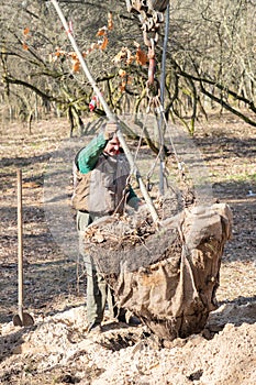 Professional gardener in protective work clothes are planting a tree in a dug hole in a old park using mobile crane loader truck.