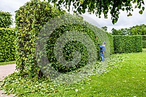 Professional gardener in a uniform cuts bushes with clippers. Pruning garden, hedge. Worker trimming and landscaping green bushes