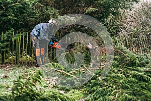 Professional gardener using chainsaw