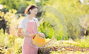 Professional gardener woman performs watering of hedge in garden, summer sunlight