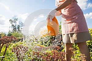 Professional gardener woman performs watering of hedge in garden, summer sunlight