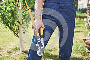 A professional gardener at work cuts fruit trees.