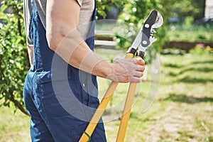 A professional gardener at work cuts fruit trees.