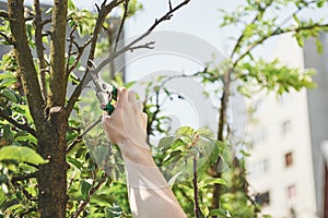 A professional gardener at work cuts fruit trees.