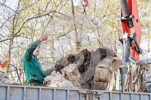 Professional gardener, worker with prepared to landing young tree with soil lump hanging on hooks of mobile crane loader truck.