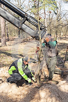 Professional gardeners in protective work clothes are planting a tree in a dug hole in a old park using mobile crane loader truck