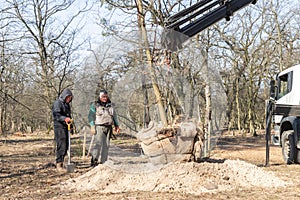 Professional gardeners in protective work clothes are planting a tree in a dug hole in a old park using mobile crane loader truck