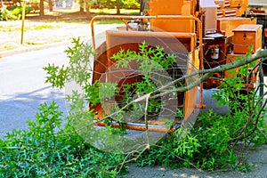 Professional gardeners are putting the branches of a trimmed tree in a wood chipper and pickup truck and maintenance in springtime