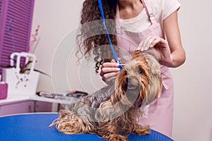 Professional groomer in apron cleaning ears of cute small furry dog