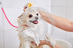 professional groomer carefully wash the dog in bath, before grooming procedure