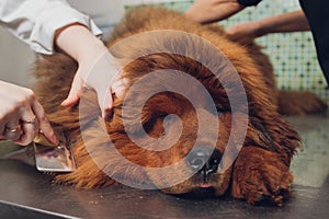 professional groomer comb the dog& x27;s paw, grooming dogs at veterinary clinic, take care of pedigree dogs.