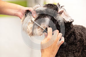 Professional groomer combing the dog`s hair with a comb.