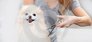 Professional groomer cut hair with scissors and clipper little smile dog pomeranian spitz photo