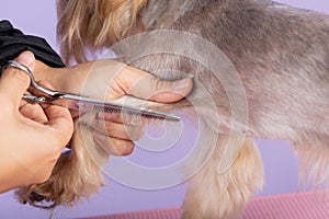 professional groomer cuts long-haried dog paws, animal foot care cuting fur