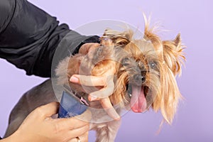 professional groomer cuts long-haried dog paws, animal foot care cuting fur