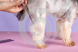 professional groomer cuts long-haried dog paws, animal foot care cuting fur