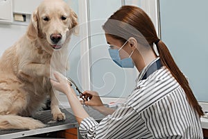 Professional groomer cutting fur of cute dog with scissors in pet beauty salon