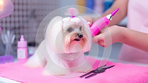 Professional groomer gives cute little dog trendy haircut at zoo salon. Dog grooming
