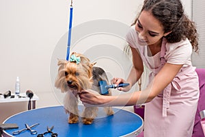 Professional groomer holding comb and grooming cute small dog in pet salon