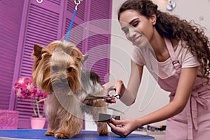 Professional groomer holding comb and scissors while grooming dog in pet salon