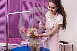 Professional groomer holding lotion and moisturising cute small dog in pet salon