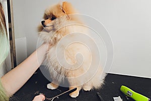 professional groomer trimming long-haried dog paws, animal foot care cuting fur.