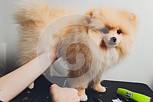 professional groomer trimming long-haried dog paws, animal foot care cuting fur.