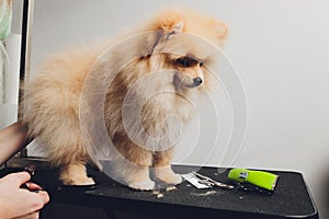 professional groomer trimming long-haried dog paws, animal foot care cuting fur.