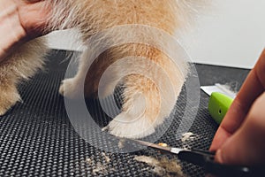 professional groomer trimming long-haried dog paws, animal foot care cuting fur.